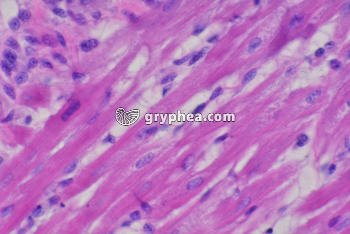 Fibres musculaires cardiaques CL x200 - gryphea.com